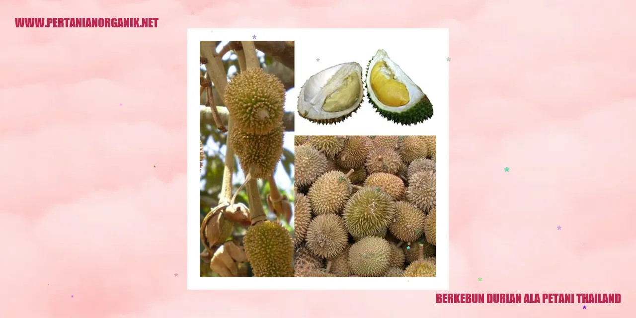 Durian Thailand