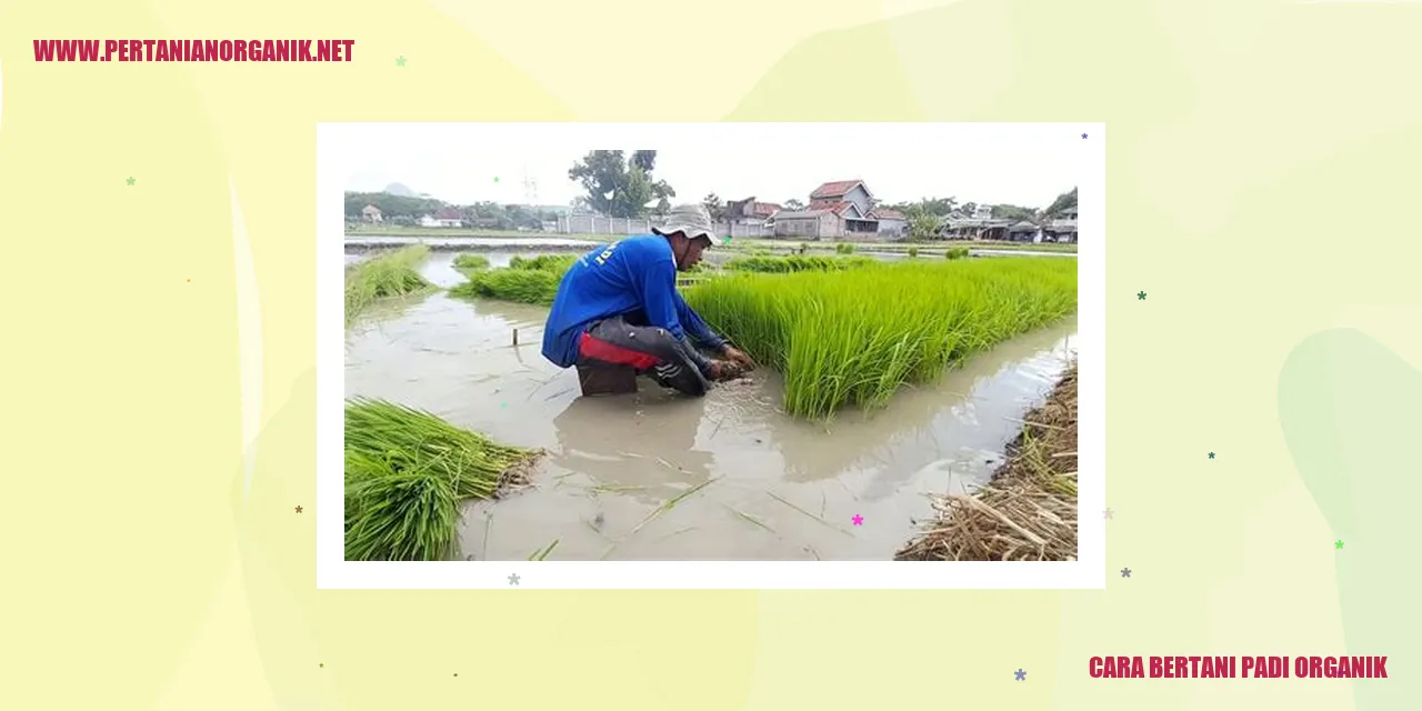 Bertani Padi Organik