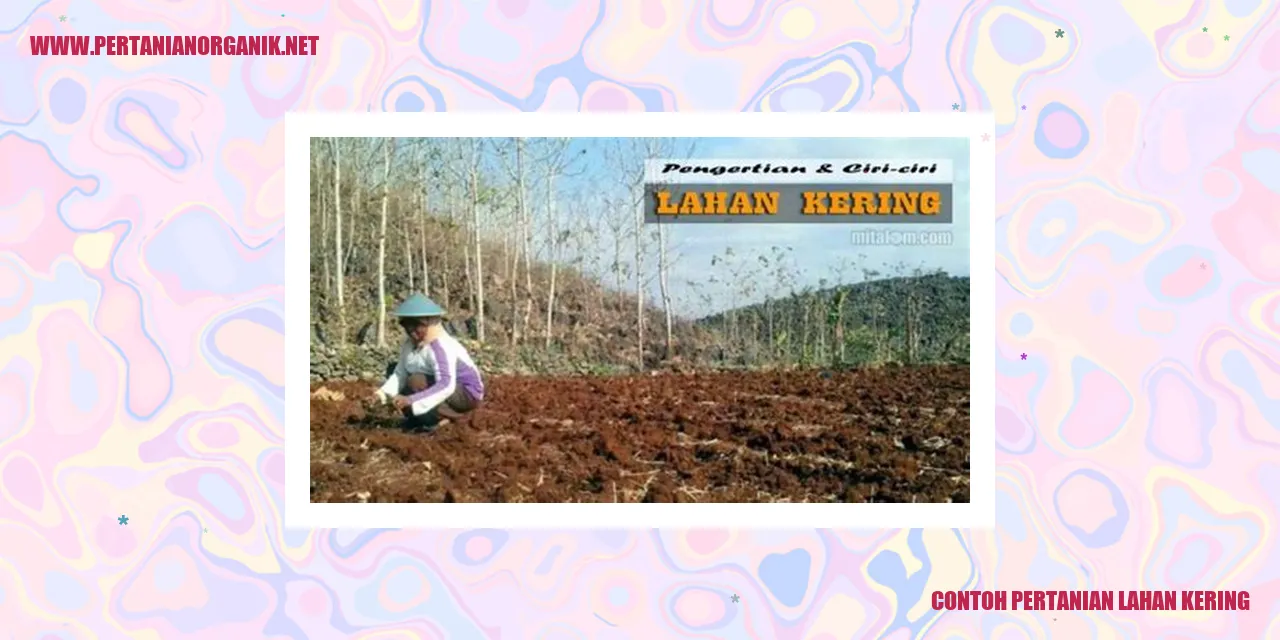 Contoh Pertanian Lahan Kering