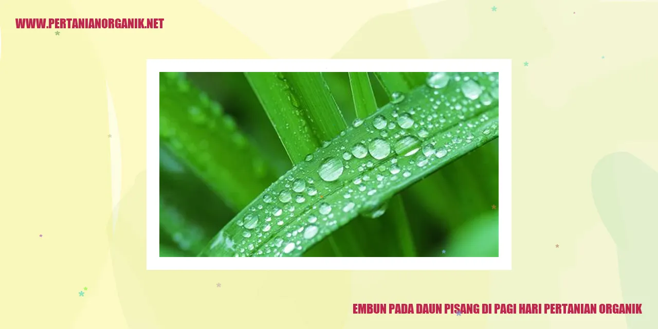 Embun pada Daun Pisang di Pagi Hari