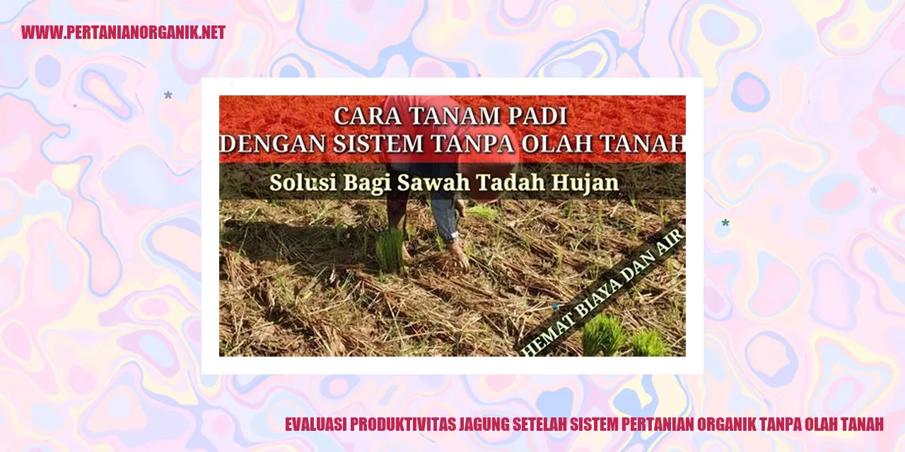 Evaluasi Produktivitas Jagung