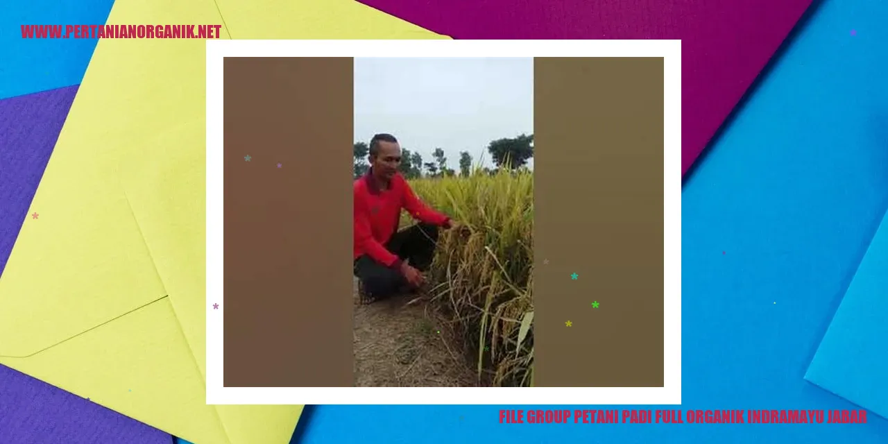 Petani Padi Full Organik di Indramayu Jawa Barat