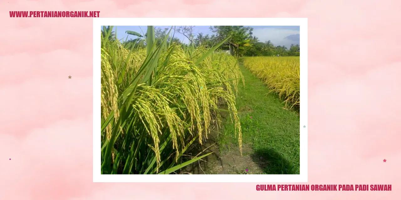 gulma pertanian organik pada padi sawah