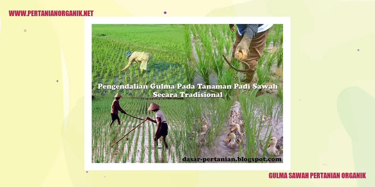 gulma sawah pertanian organik