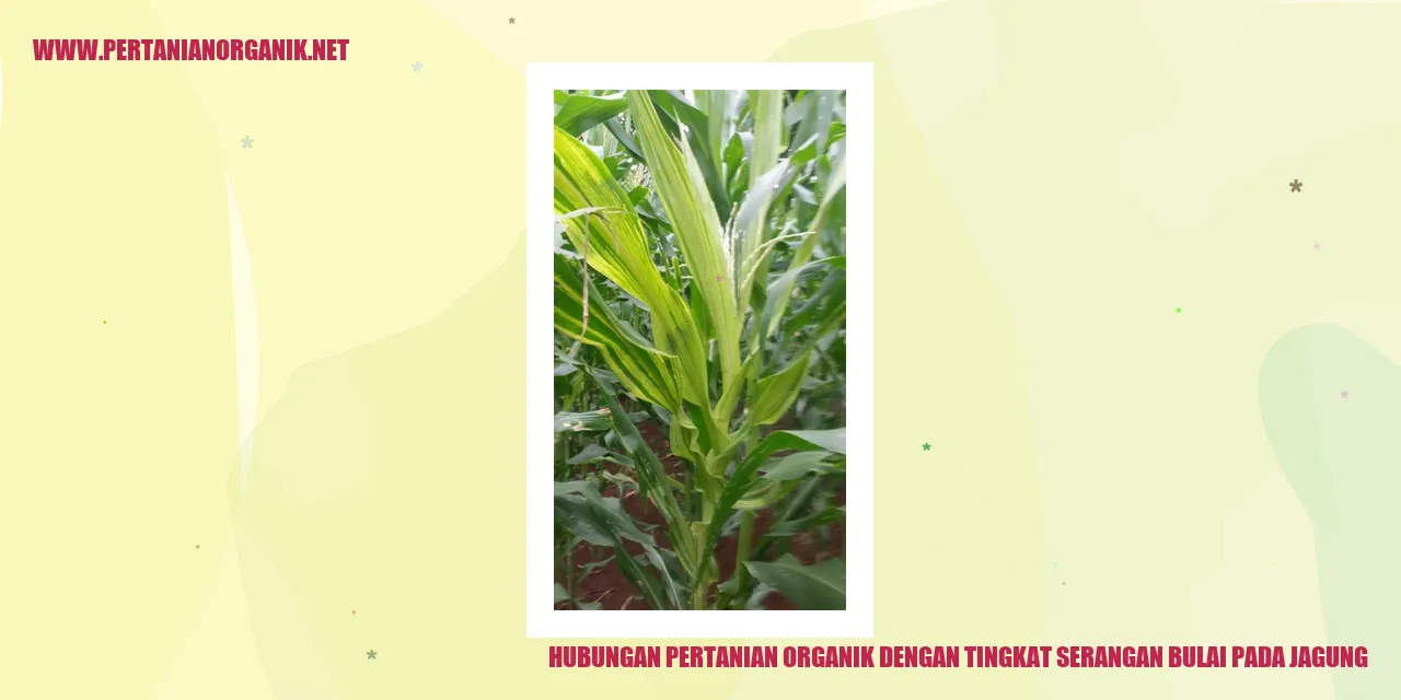 Gambar Jagung Bulai