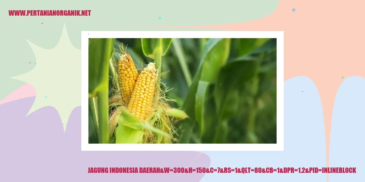 Gambar tanaman jagung di Indonesia