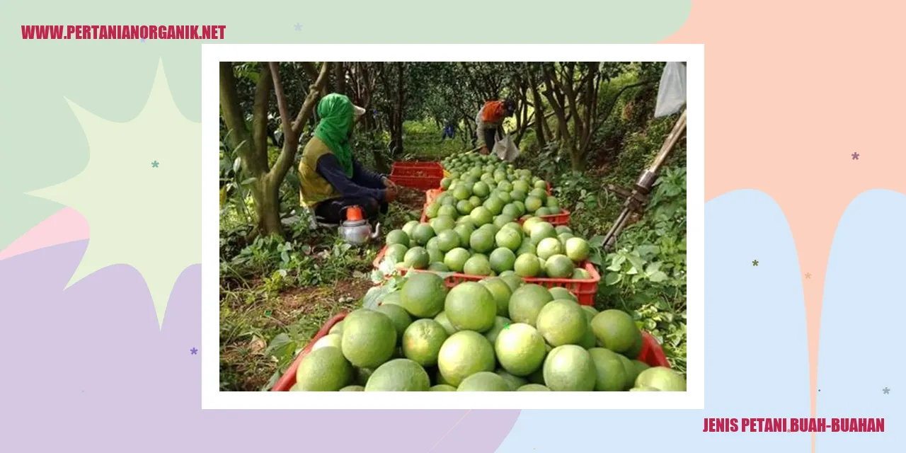 Petani Buah-buahan