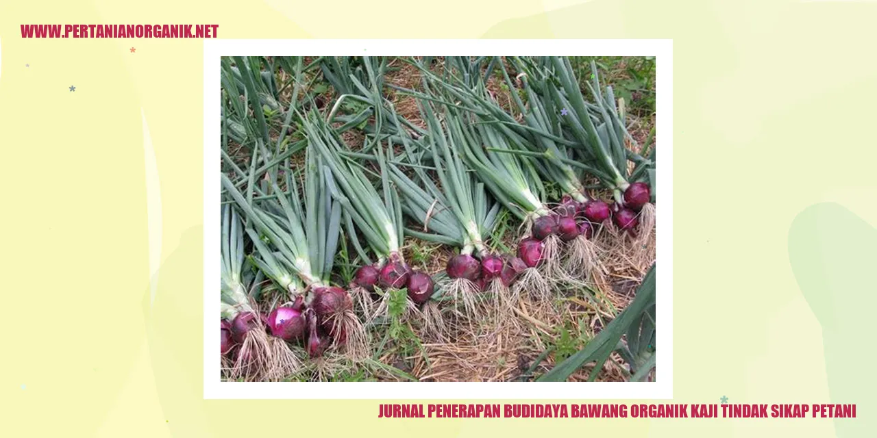 Gambar Budidaya Bawang Organik