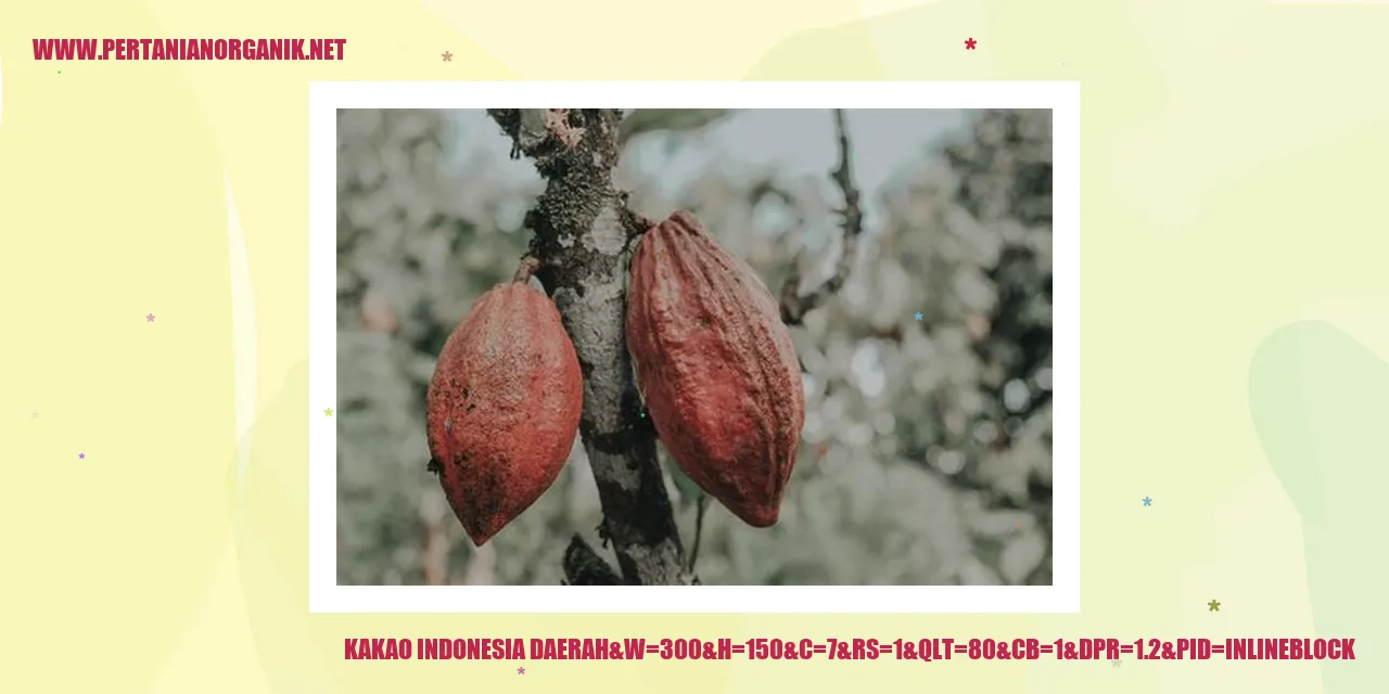 Gambar buah kakao di Indonesia