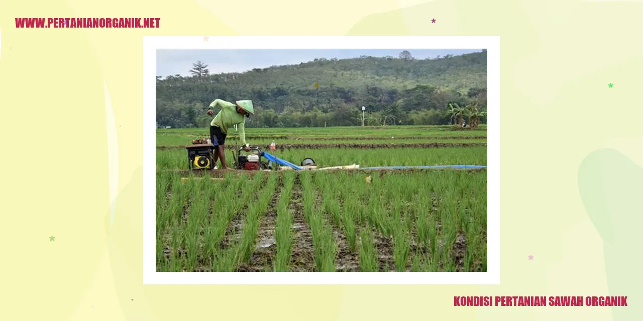 Gambar Sawah Organik