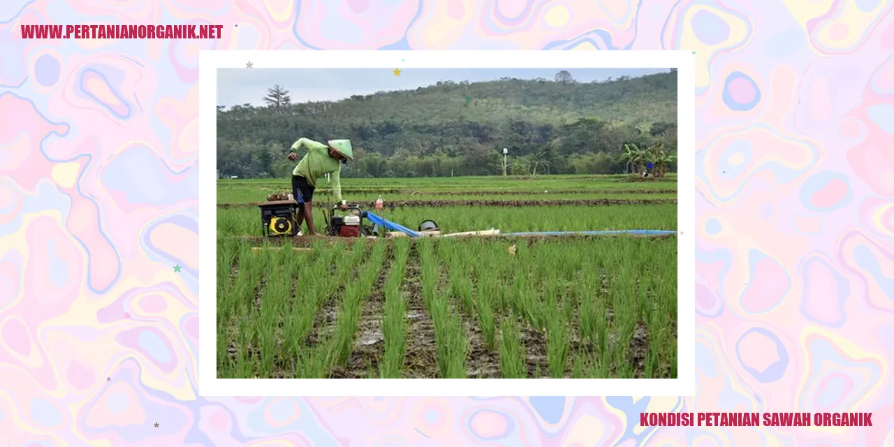 Kondisi Petanian Sawah Organik