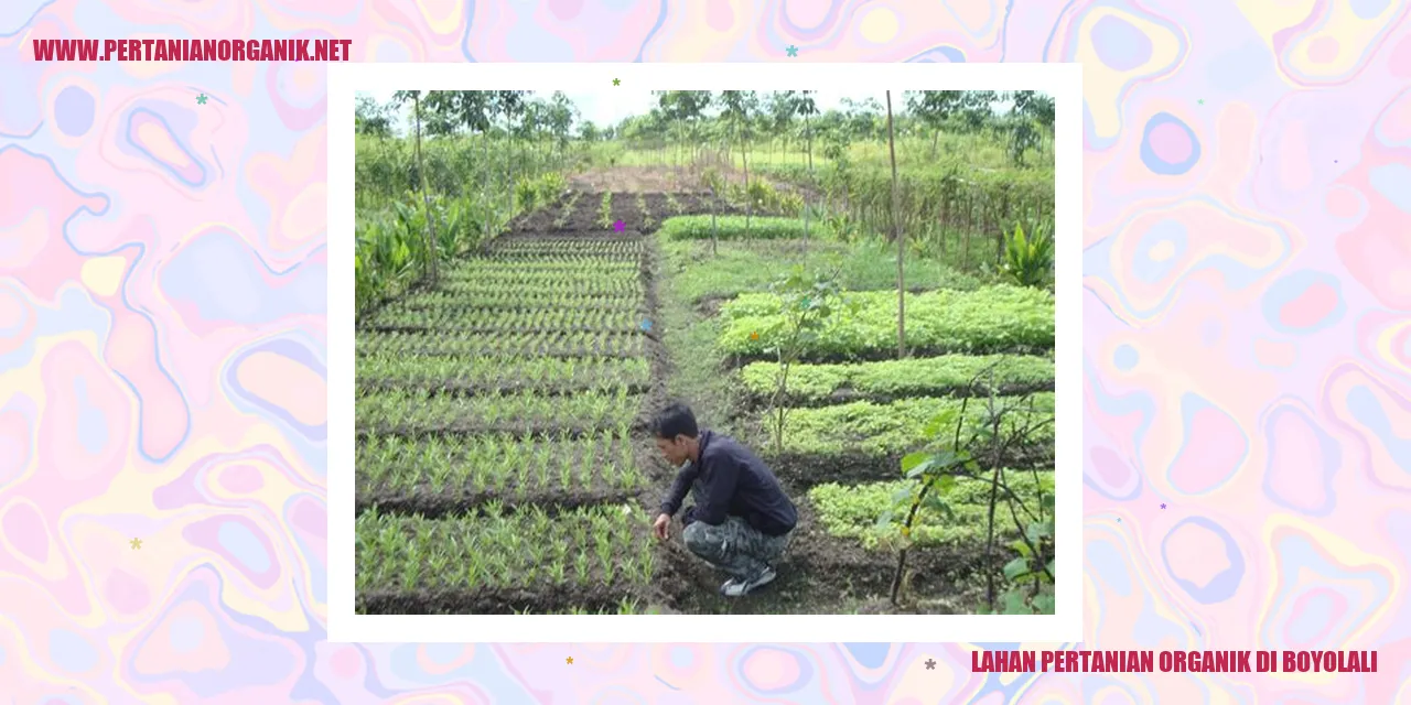 Lahan pertanian organik di Boyolali