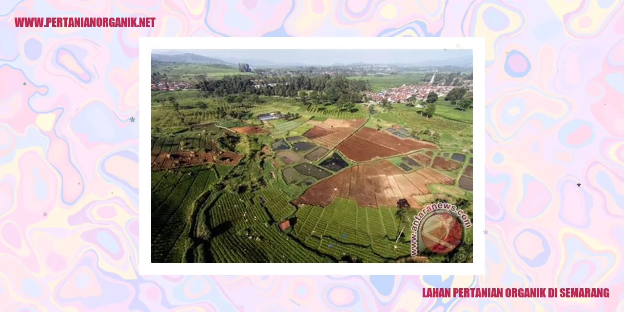 Lahan Pertanian Organik di Semarang