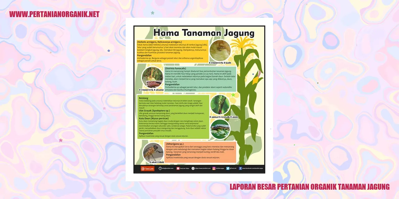 Laporan Besar Pertanian Organik Tanaman Jagung