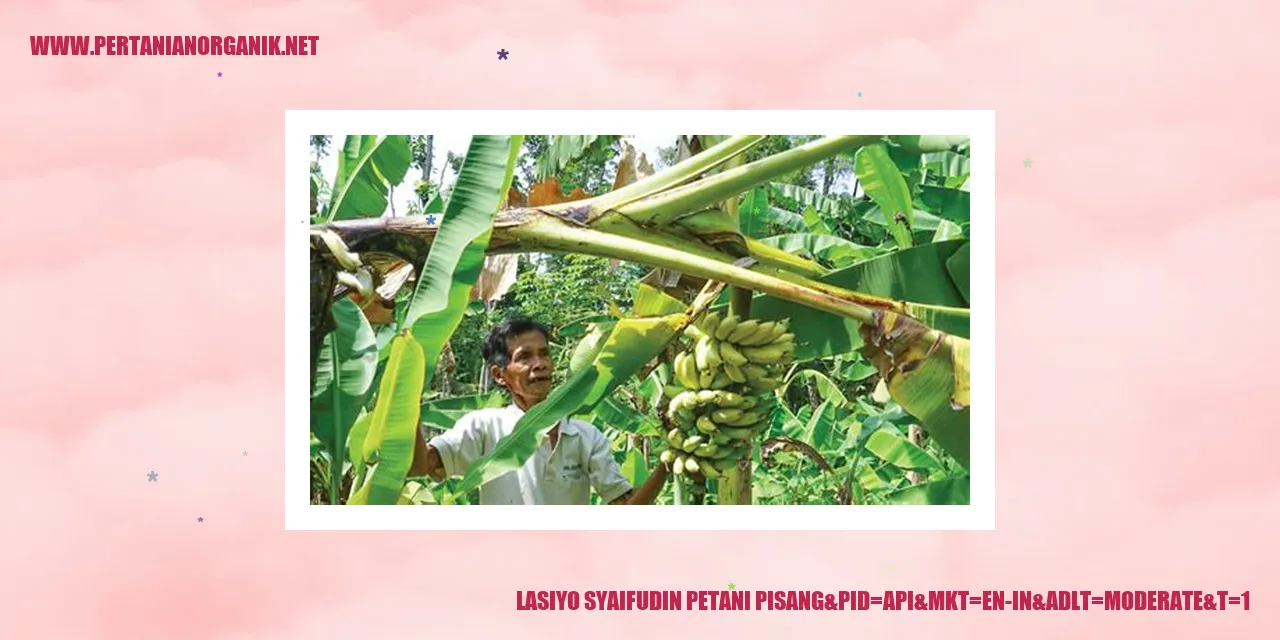 lasiyo syaifudin petani pisang