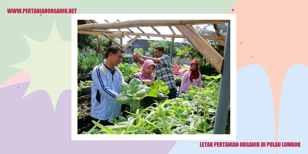 letak pertanian organik di pulau lombok