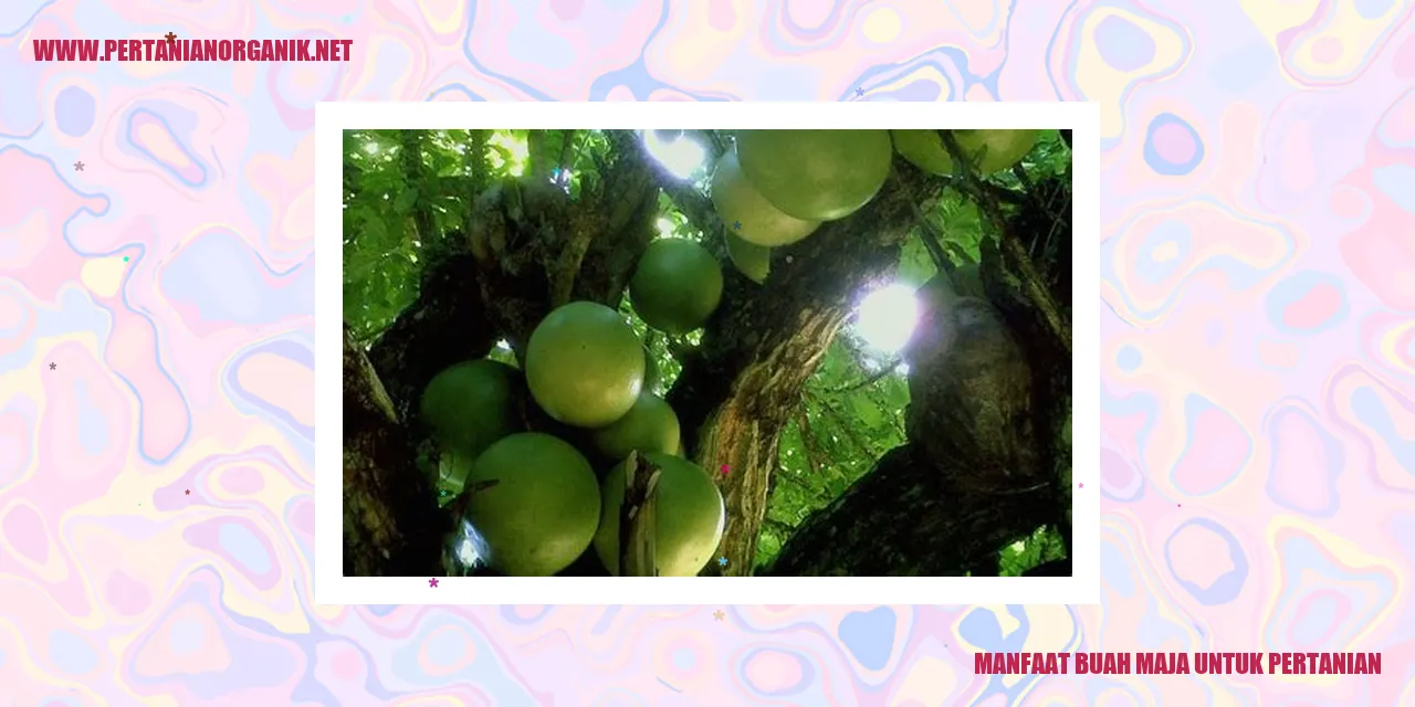 Gambar buah maja