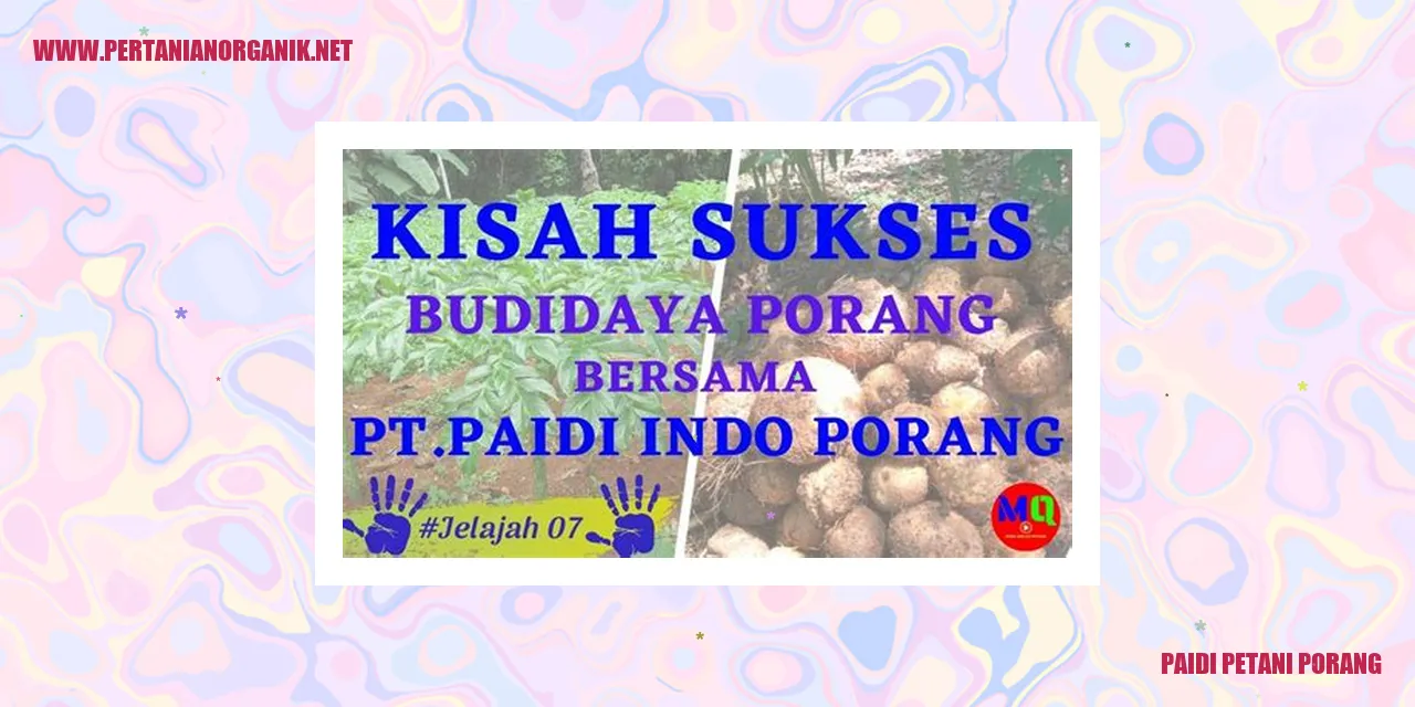 Paidi Petani Porang - Petani Jagung Manis Terkemuka