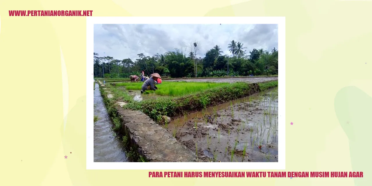 Petani menyesuaikan waktu tanam dengan musim hujan