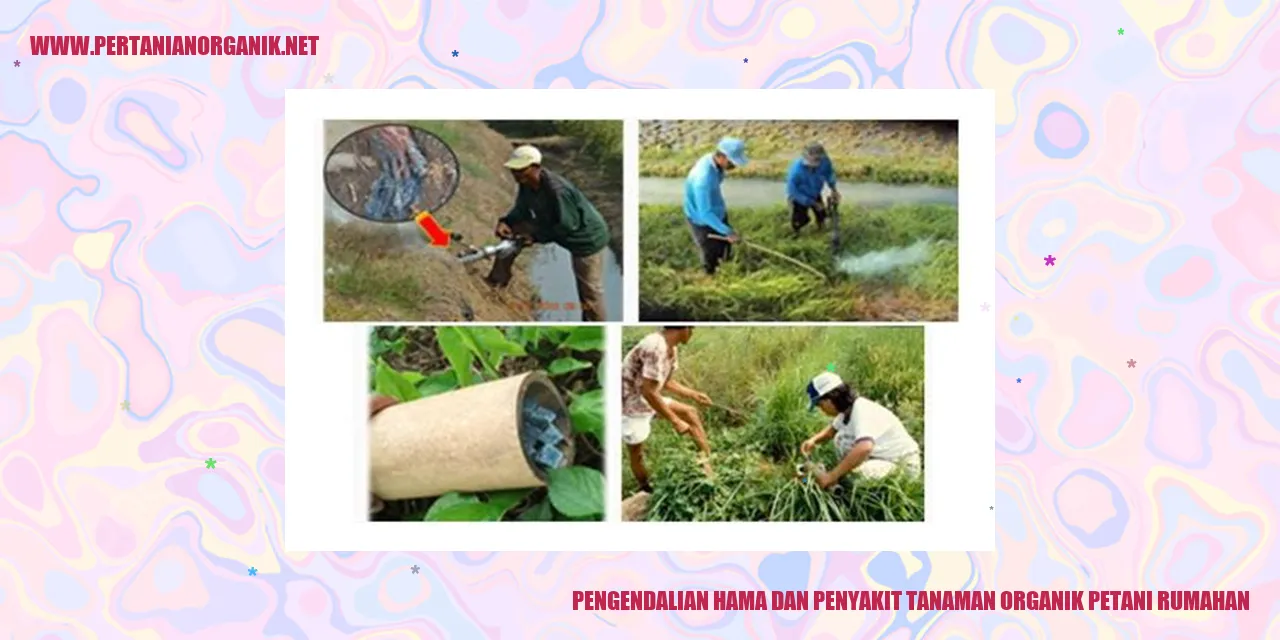 Gambar Pengendalian Hama dan Penyakit Tanaman Organik petani rumahan