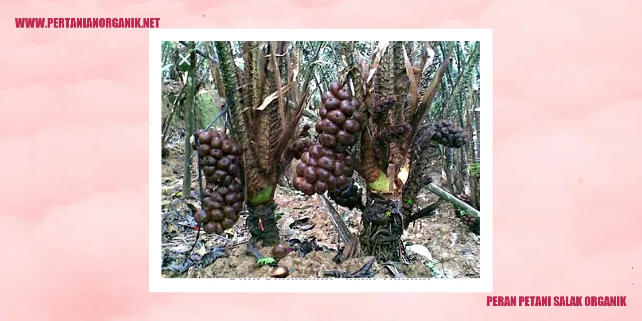 Petani Salak Organik