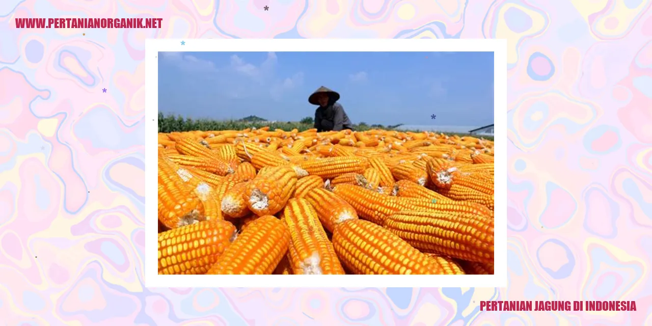 pertanian jagung di indonesia