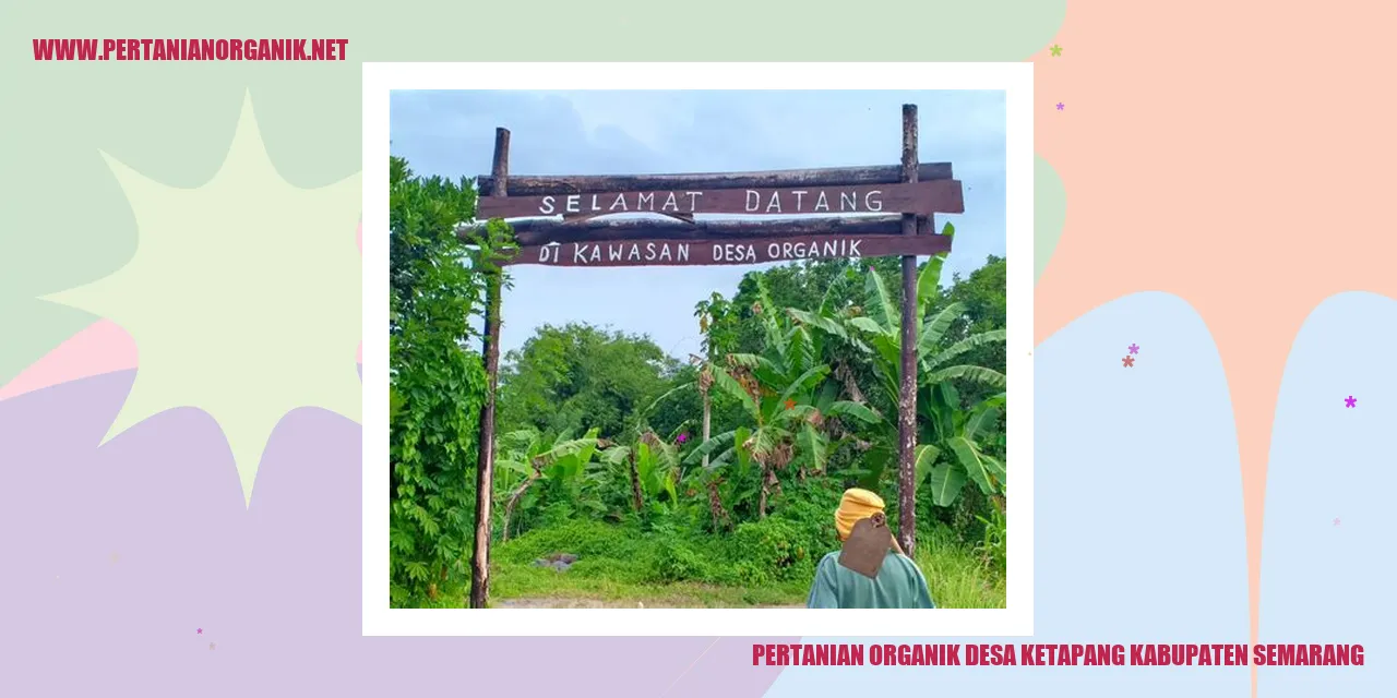 Gambar Pertanian Organik Desa Ketapang Kabupaten Semarang