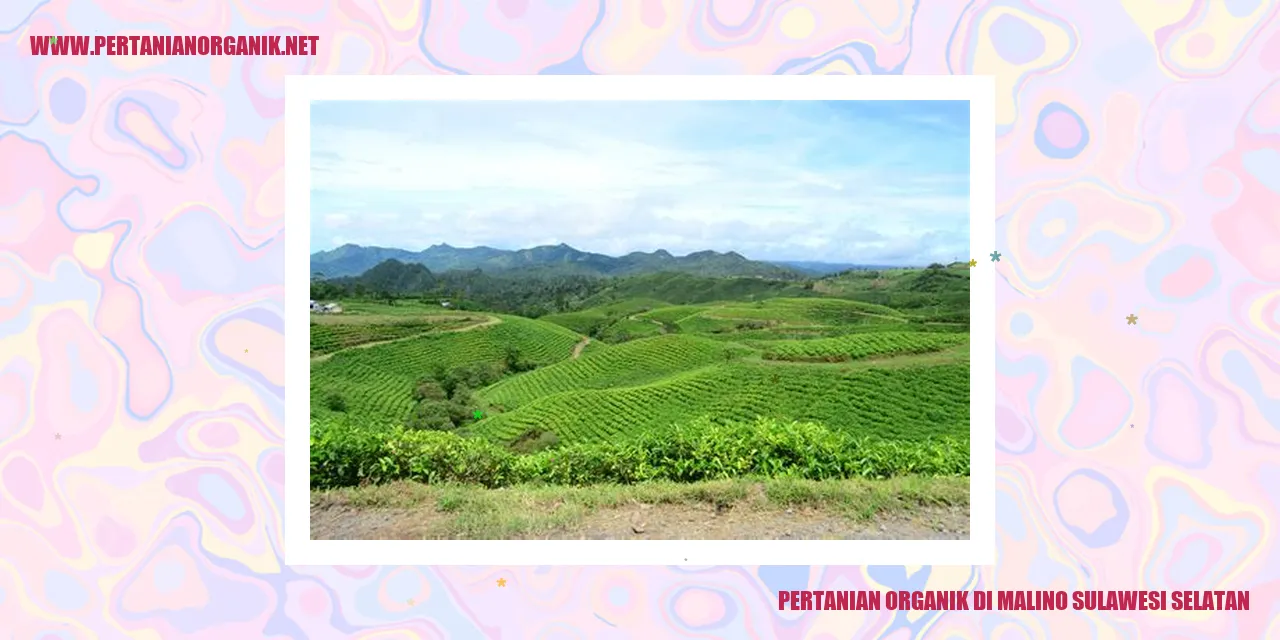 Pertanian Organik di Malino Sulawesi Selatan