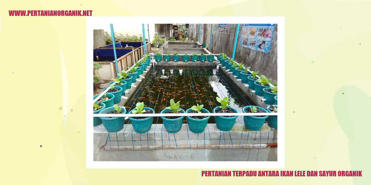 Contoh Pertanian Terpadu antara Ikan Lele dan Sayur Organik