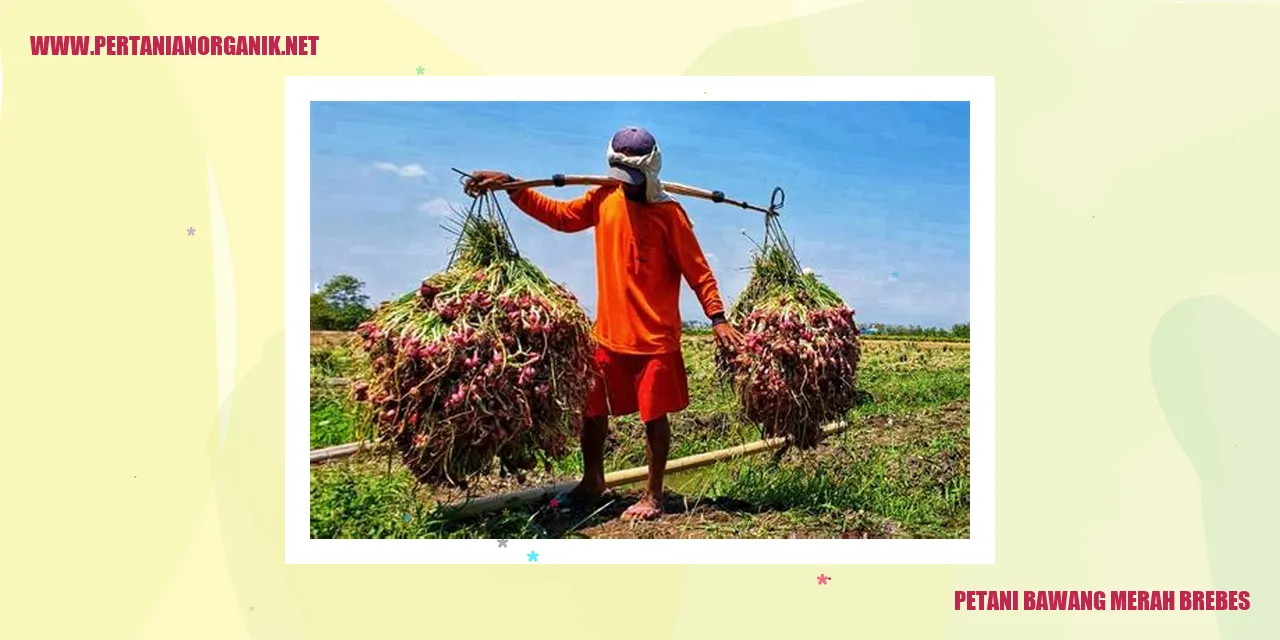 Petani Bawang Merah Brebes