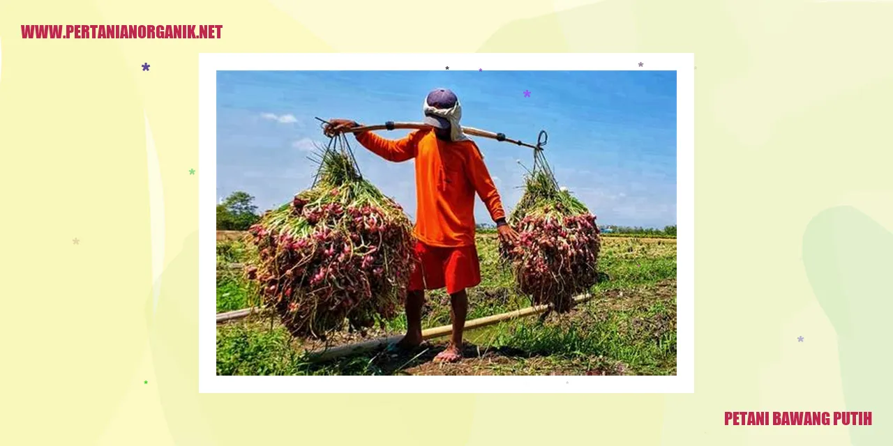 petani bawang putih