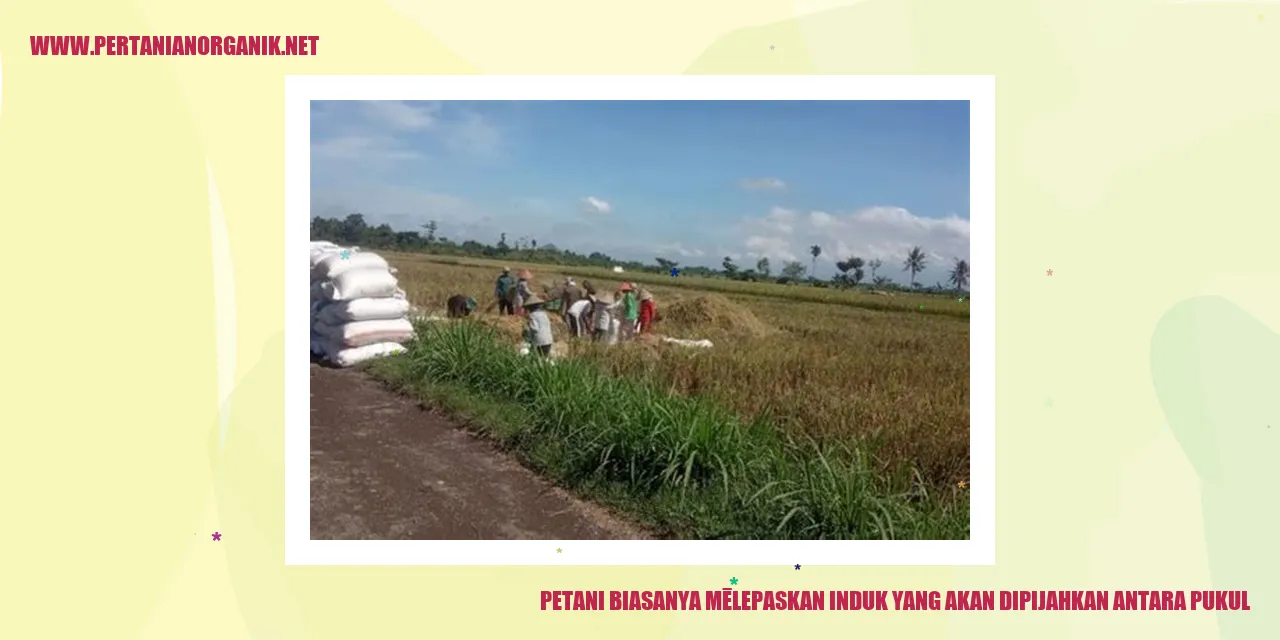 Petani Melepaskan Induk yang Akan Dipijahkan