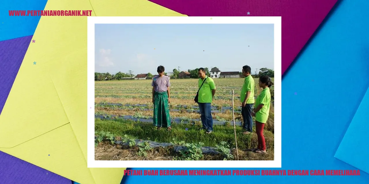 Petani Menaikkan Produksi Buah dengan Memelihara