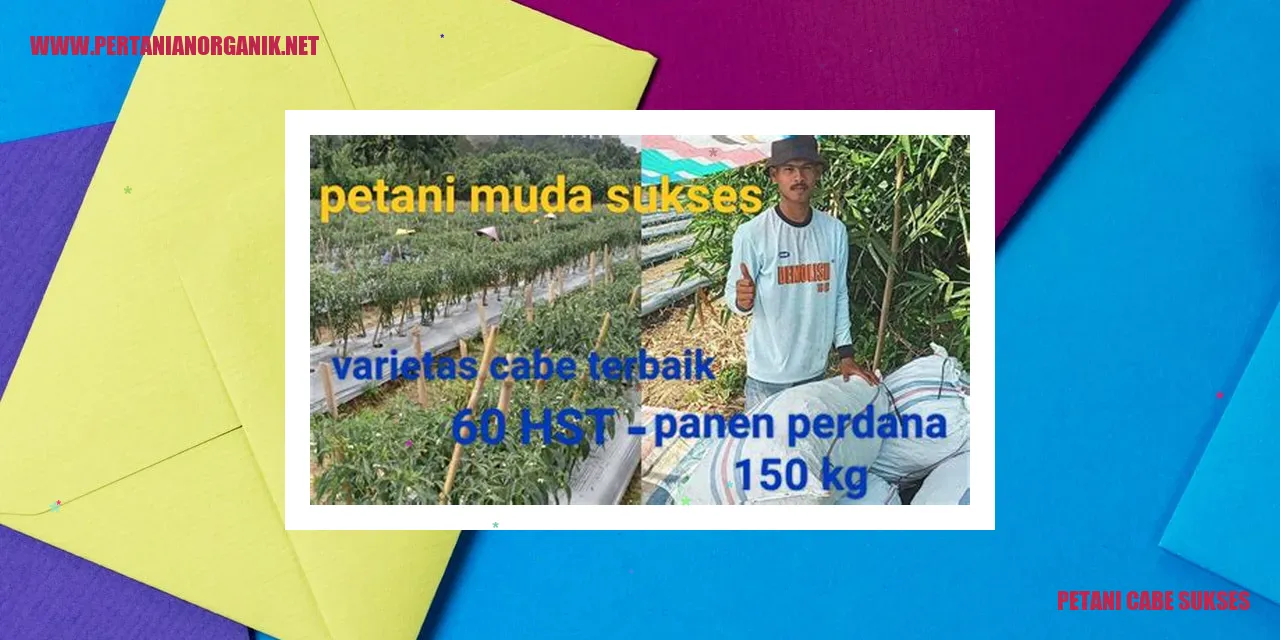 Petani cabe sukses