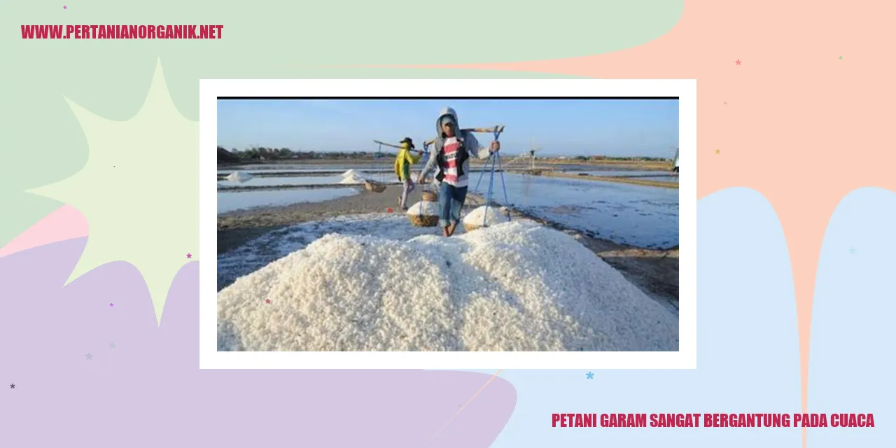 petani garam sangat bergantung pada cuaca