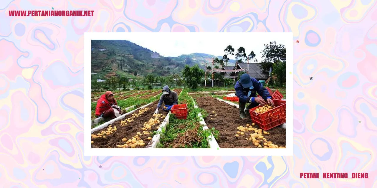 Petani Kentang Dieng