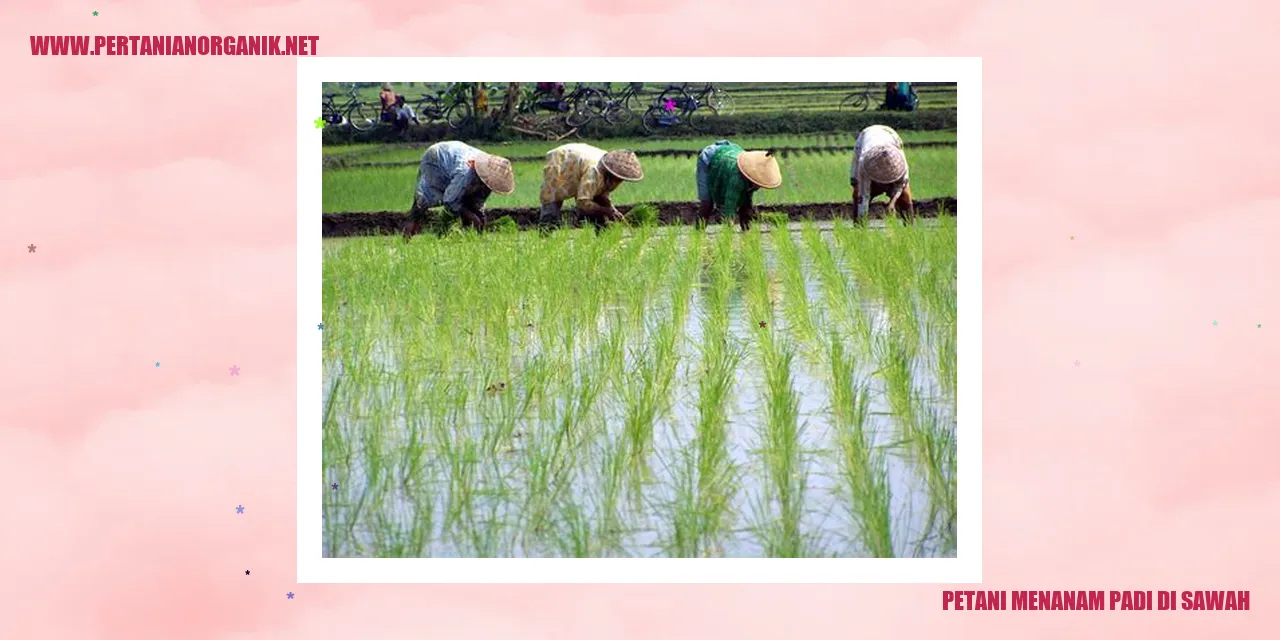 Petani Menanam Padi di Sawah