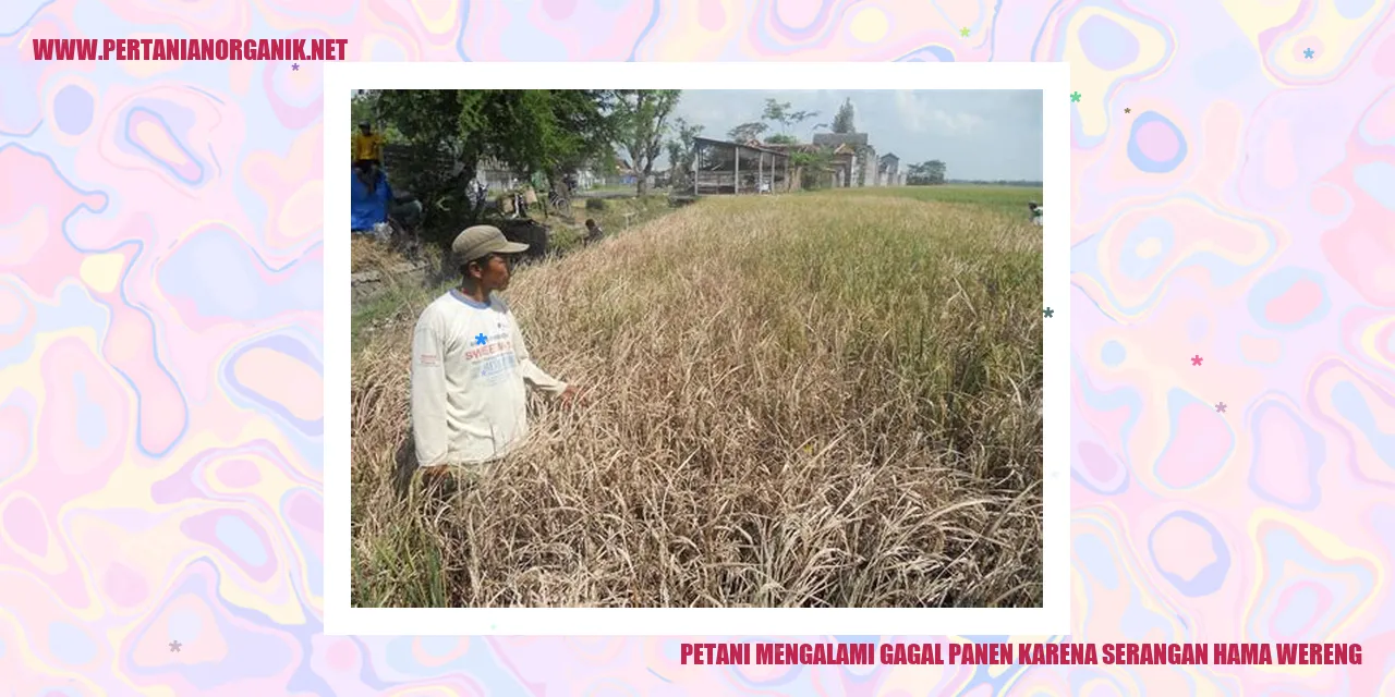 Petani Mengalami Gagal Panen karena Serangan Hama Wereng