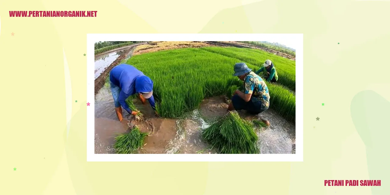 Petani Padi Sawah