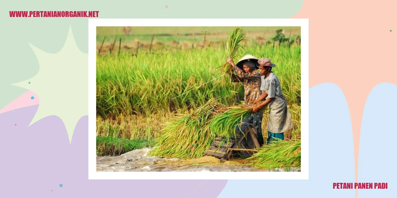 Petani panen padi