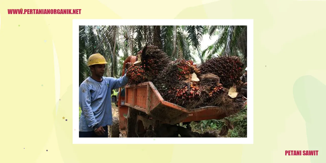 petani sawit