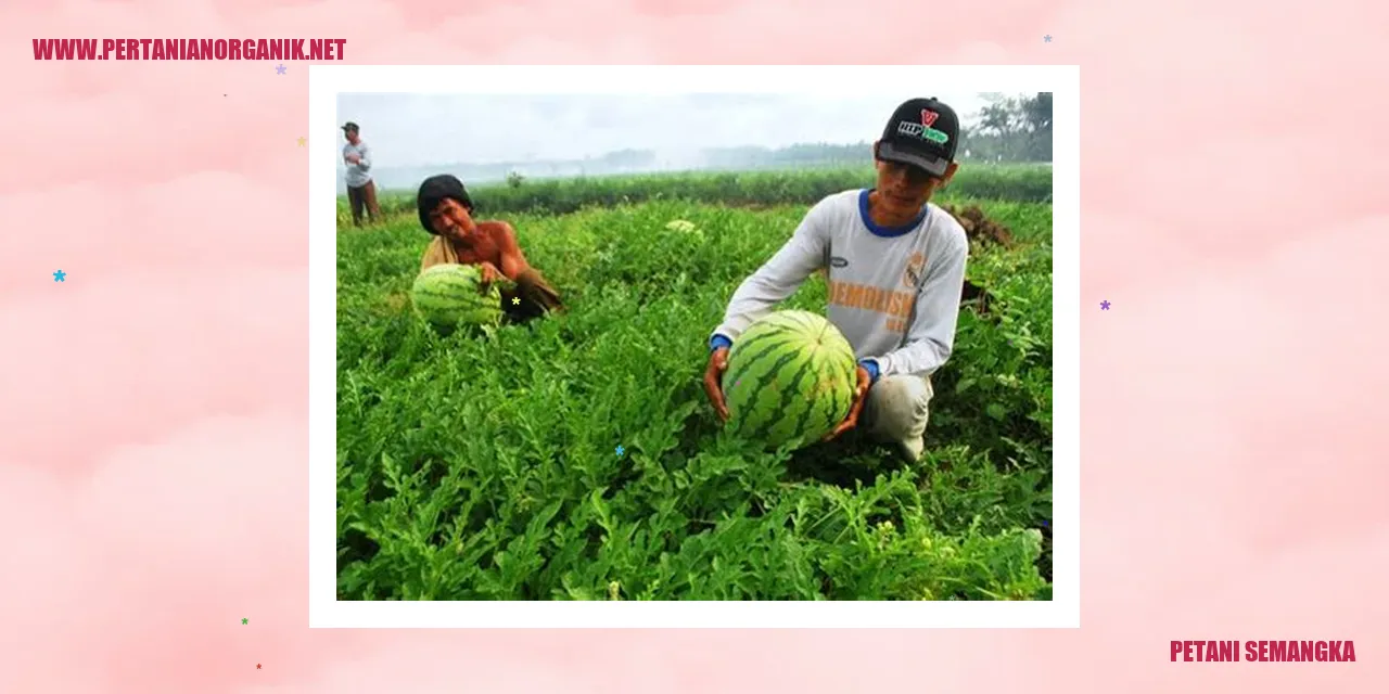 petani semangka