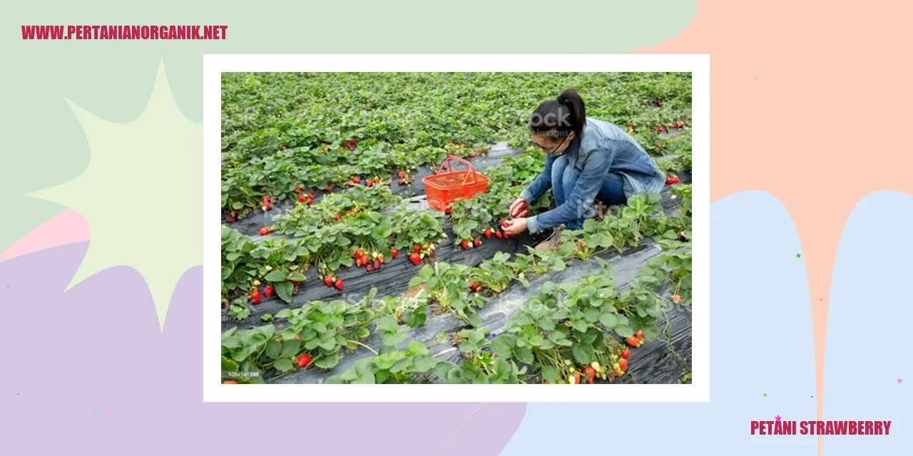 Petani Strawberry