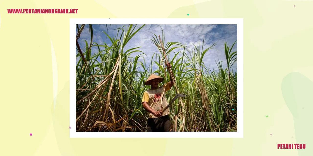 petani tebu