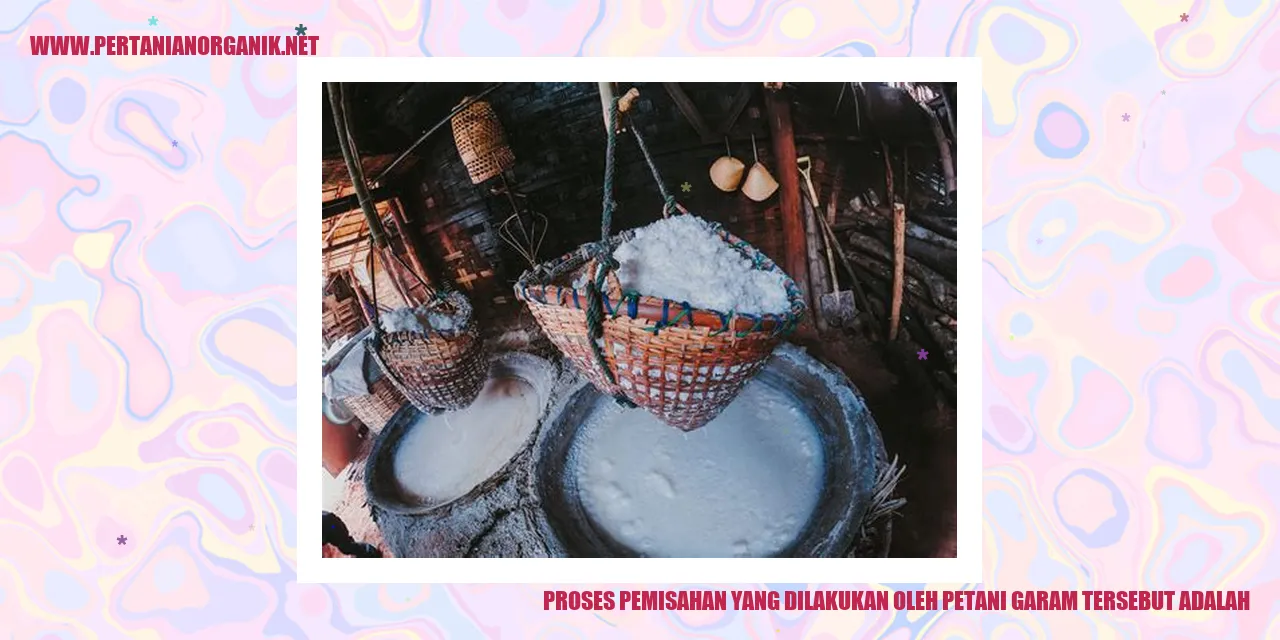 Proses Pemisahan Garam oleh Petani Garam