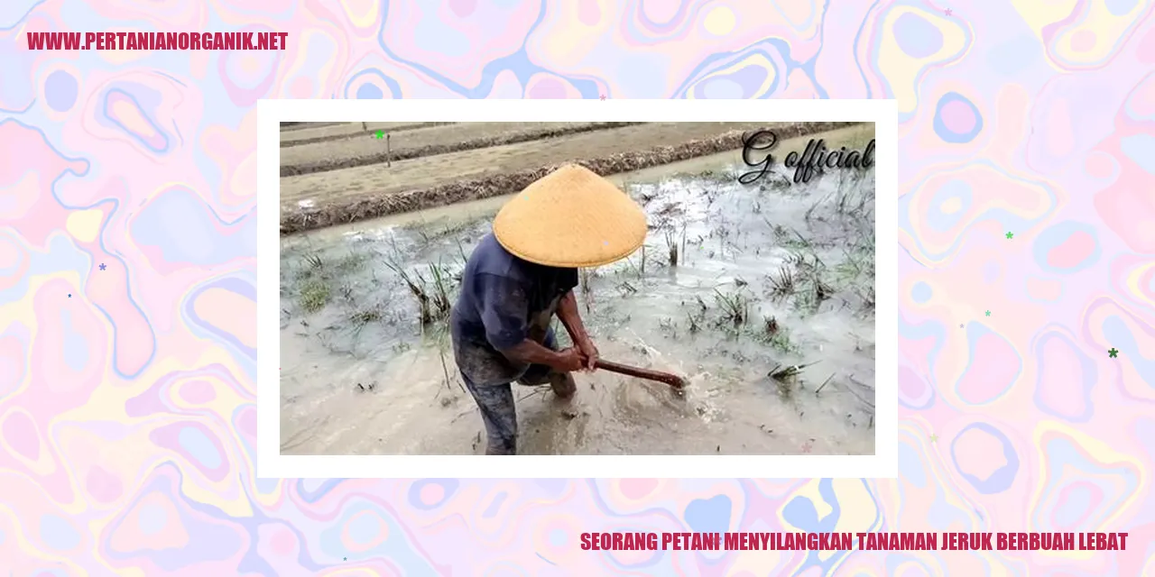 seorang petani menyilangkan tanaman jeruk berbuah lebat