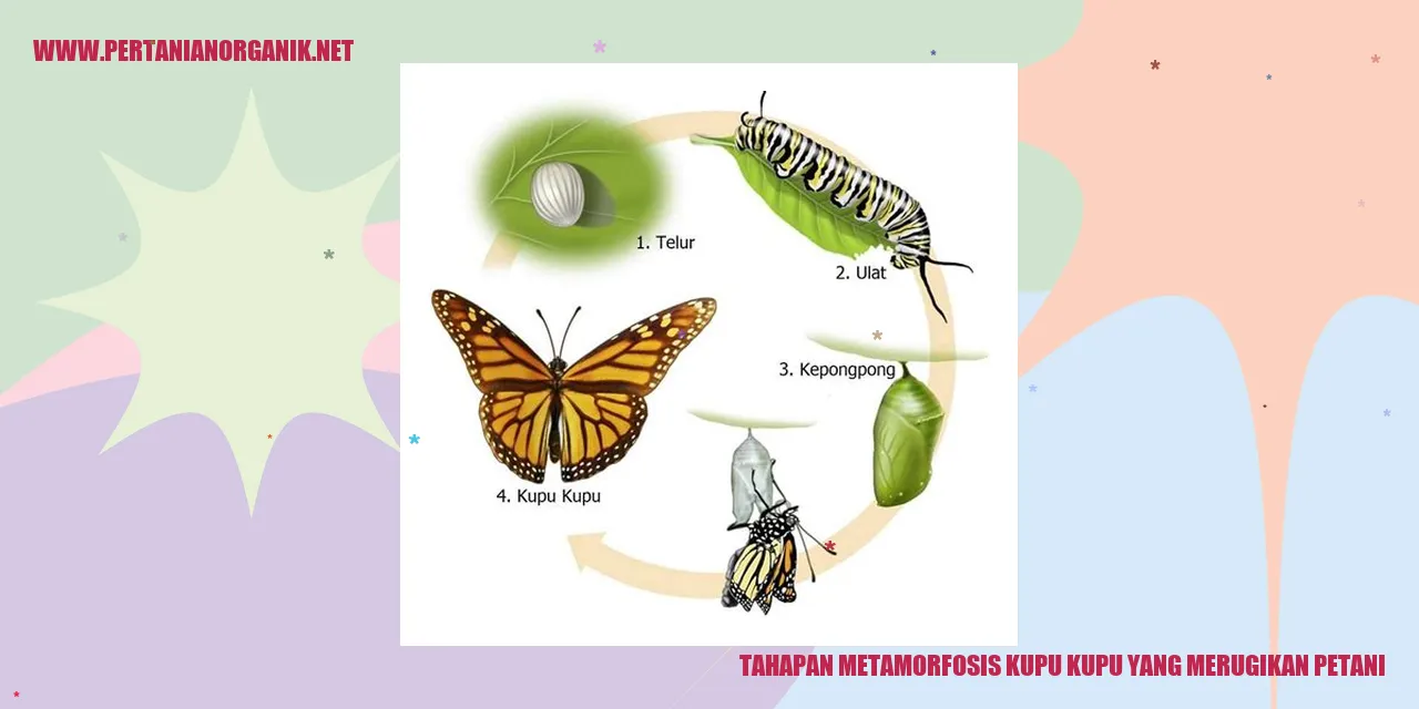 Tahapan Metamorfosis Kupu-kupu yang Merugikan Petani