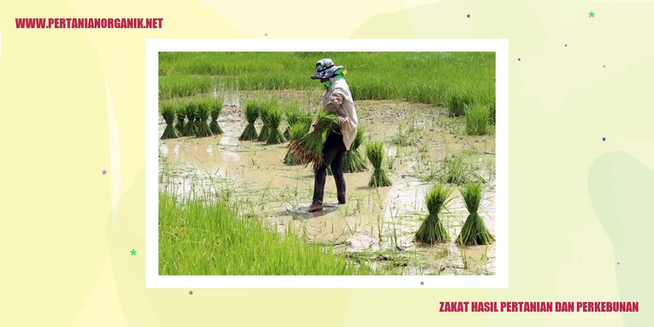 Gambar Zakat Hasil Pertanian dan Perkebunan