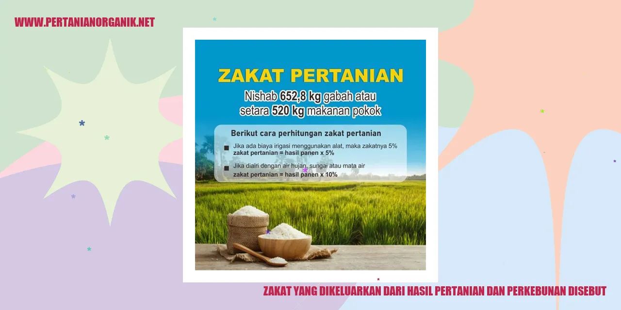 Zakat yang Dikeluarkan dari Hasil Pertanian dan Perkebunan Disebut